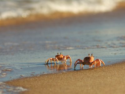 Ghost_Crab_(Ocypode_ryderi)_by_hyper7pro_Flickr,_South_Africa